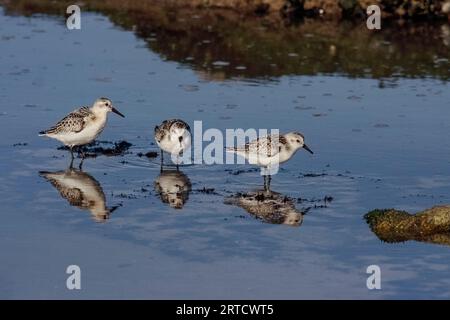 Sanderlings in a rocky beach from north of Portugal during low tide Stock Photo