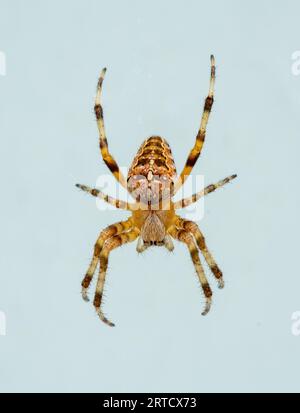 European garden spider or cross orbweaver spider, Arnside, Milnthorpe, Cumbria, UK Stock Photo