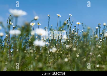 Meadow Of Oxeye Daisies, Leucanthemum vulgare Growing In A Field On A Sunny Day, England UK Stock Photo