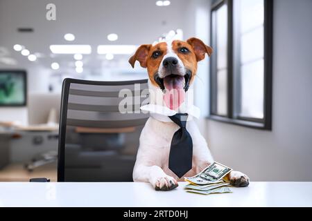 A Jack Russell Terrier dog in businessman's clothes sits at a table in a modern office holding banknotes of money. The concept of earning money, savin Stock Photo