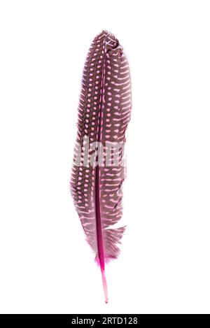 colored bird feather isolated on white background Stock Photo