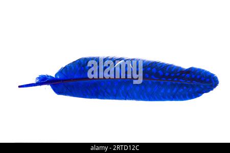 colored bird feather isolated on white background Stock Photo