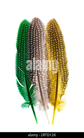 colored bird feather isolated on white background Stock Photo
