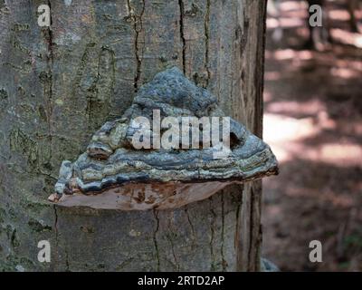 Tree fungus Phellinus igniarius, on a dead tree. Bavarian Forest National Park, Germany Stock Photo