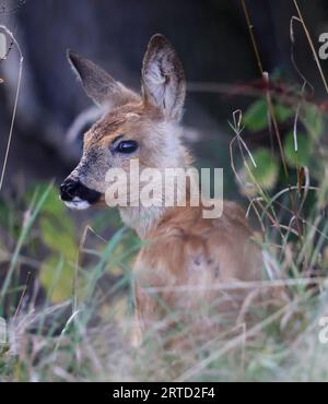 A Roe Deer Fawn (Capreolus capreolus) in the Cotswold Hills at Winchcombe Gloucestershire UK Stock Photo