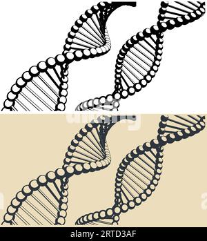 Stylized vector illustrations of DNA chains Stock Vector