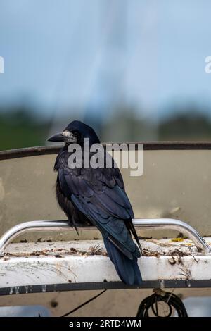 large crow or corvid perched on a chrome handrail on an old boat Stock Photo