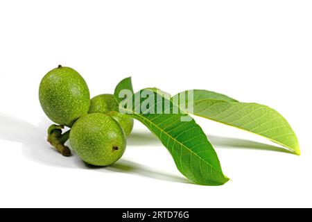 Green walnuts, Juglans regia, against white background Stock Photo