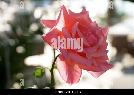 rose pink flower pink flower Stock Photo