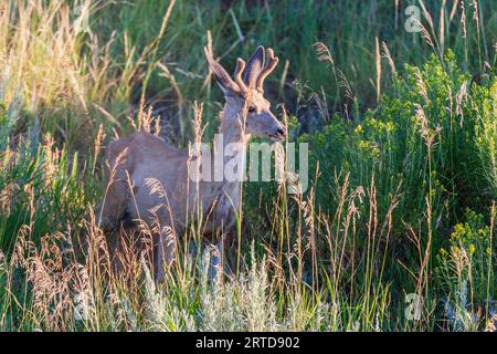 Mule deer, Odocoileus hemionus, in early morning light in Devil's Tower National Monument in Wyoming. Stock Photo