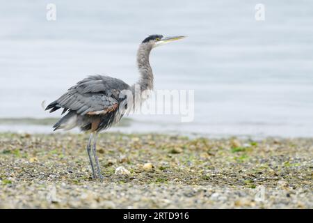 Great Blue Heron on a pebble beach shaking its feathers against ocean Stock Photo