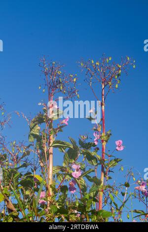 Tall plants of Impatiens glandulifera, Himalayan balsam, an invasive species, against a blue sky Stock Photo