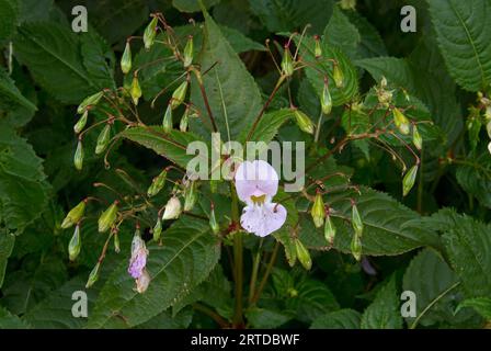 Closeup of flower, leaves and seed pods of Himalayan balsam, an invasive species Stock Photo