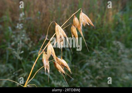 Close-up of the ripe ear of an oat plant Stock Photo