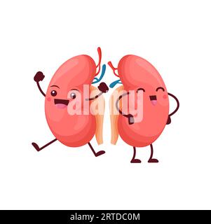 Cartoon kidneys body organs characters. Vector human reins anatomical positive personage with cute smiling face. Funny medical education of urinary system, anatomy science for kids, renal health care Stock Vector