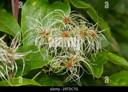 Faded flowers of Clematis vitalba, Old man’s beard. The silky appendages are rolled up due to the humid weather Stock Photo
