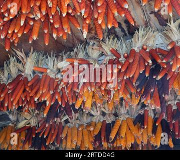 dry corn cobs hanging from the ceiling to keep them from being eaten by mice Stock Photo