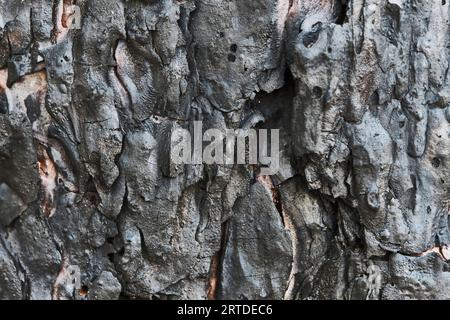 Burnt pine bark.Background of burnt tree trunk Stock Photo
