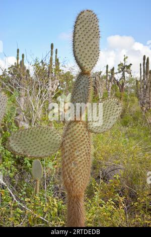 Giant opuntia (Opuntia galapageia) on Santa Cruz Island, Galapagos National Park, Ecuador. Stock Photo