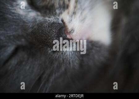 Muzzle cute, sleeping gray cat in closeup Stock Photo
