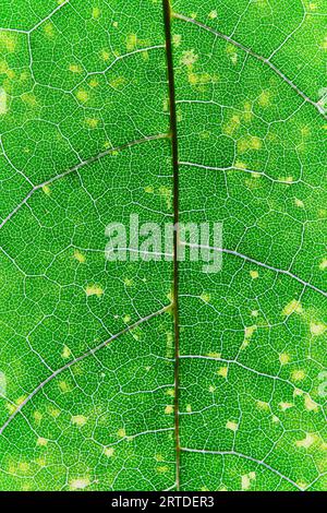 Macro background green leaf with texture Stock Photo
