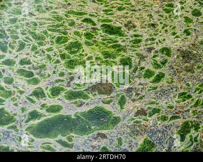 Background Texture Pattern Of Algea Forming Thick Layer On Water Surface. Stock Photo