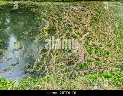 Background Texture Pattern Of Algea Forming Thick Layer On Water Surface. Stock Photo