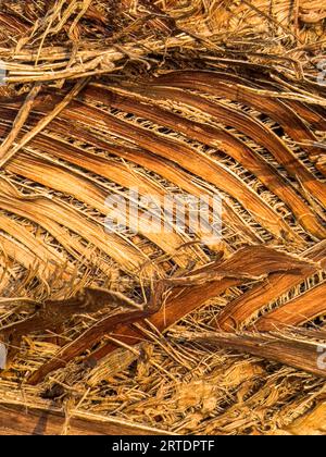 Coconut palm tree bark background, closeup. Abstract texture. High quality photo Stock Photo