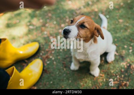 Cute little purebred Parson Jack Russell Terrier dog begging for food from his owner. Stock Photo