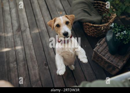 Cute dog standing on two legs and look at camera. Jack Russell Terrier in front of dark wooden background on the terrace Stock Photo