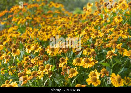 Soft focus on blooming helenium buds. Focus on the front, back blurred. Garden, cottage, rural. Stock Photo