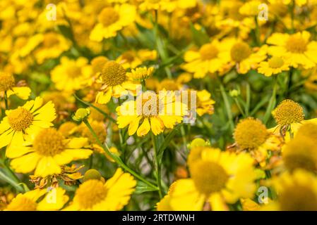Selective focus full frame of yellow blooming helenium flowers. Focus on the middle part of the photo. Garden, cottage, rural. Stock Photo