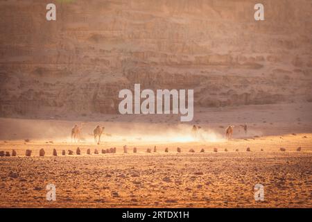 Camels in group walk in caravan on Wadi rum desert red sand of Jordan Stock Photo