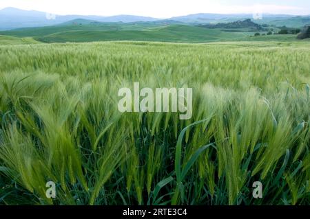 Wheat field sways in the wind as dusk approaches, near Pienza, Italy; Pienza, Tuscany, Italy Stock Photo