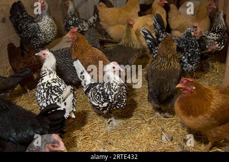 Group of chickens gathered inside a barn; Davey, Nebraska, United States of America Stock Photo
