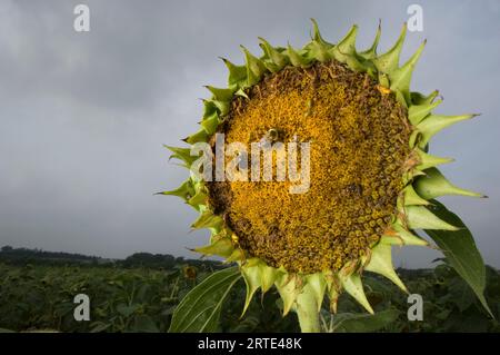 Bees gathering pollen in a sunflower (Helianthus annuus); Nebraska, United States of America Stock Photo