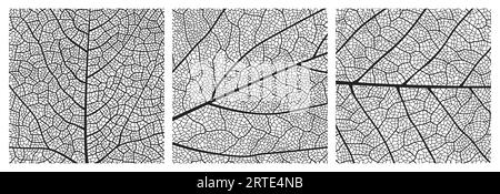 Leaf texture pattern with veins and cells. Close up leaf pattern background of vector plant or tree foliage monochrome mosaic structure, vascular tissue macro ornament of birch or maple tree leaf Stock Vector