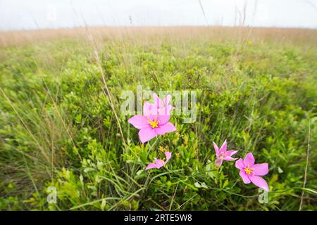 Largeflower rose gentian (Sabatia grandiflora) at Kissimmee Prairie Preserve State Park in Florida, USA; Okeechobee, Florida, United States of America Stock Photo