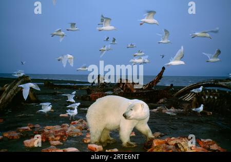 Polar bear (Ursus maritimus) and seagulls forage a whale carcass on the shore; North Slope, Alaska, United States of America Stock Photo