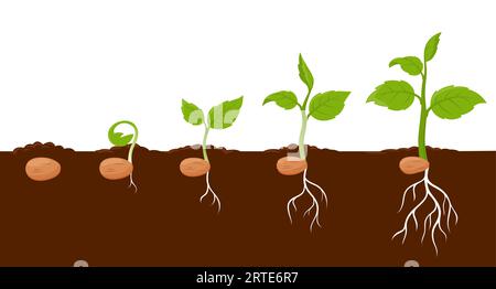 Plant growth stages, sprout grow cycle of seeds of tree or flower, vector agriculture seedling process. Plant grow stages from seed to leaf sprout in ground, garden or farm sapling phases Stock Vector