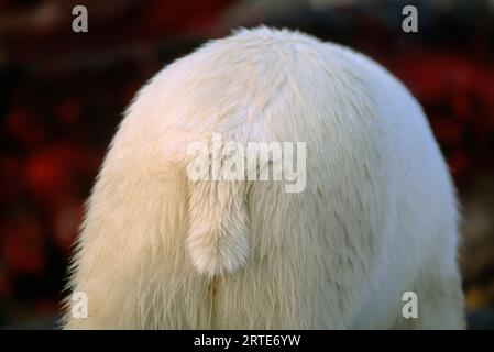 Close-up of the white fur on a Polar bear's (Ursus maritimus) rear and tail; North Slope, Alaska, United States of America Stock Photo