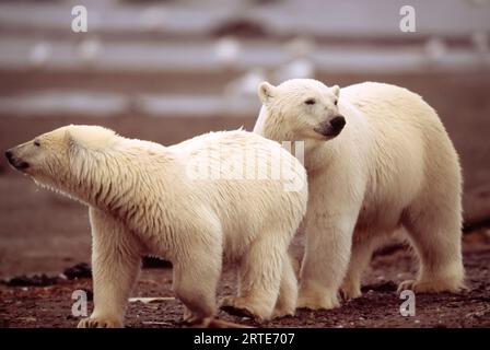 Polar bears (Ursus maritimus) sniffing the air on the shore of a bay; North Slope, Alaska, United States of America Stock Photo