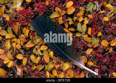 Feather wet with water droplets and autumnal coloured plants of the tundra; North Slope, Alaska, United States of America Stock Photo