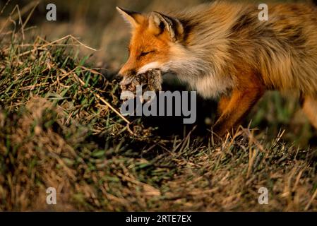 Arctic fox (Alopex lagopus) with a freshly caught young bird; Prudhoe Bay, Alaska, United States of America Stock Photo