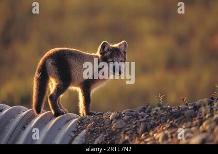 Portrait of an Arctic fox (Alopex lagopus) standing backlit by the sunlight; Prudhoe Bay, Alaska, United States of America Stock Photo