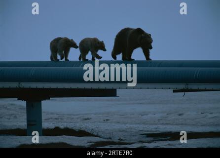 Mother grizzly bear (Ursus arctos horribilis) with her cubs walk along the oil pipeline; Prudhoe Bay, Alaska, United States of America Stock Photo