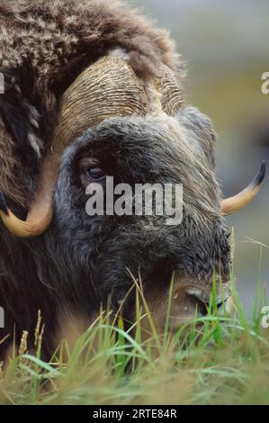 Close view of the head of a Musk ox (Ovibos moschatus) in the Yukon Delta National Wildlife Refuge, Alaska, USA Stock Photo