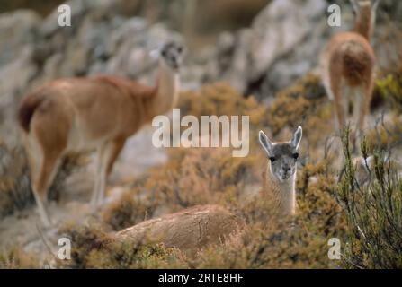 Guanacos (Lama guanicoe) grazing on high desert vegetation in the Atacama Desert near Arica, Chile; Chile Stock Photo