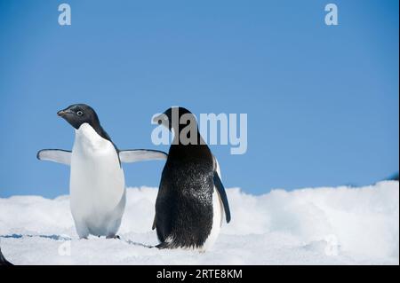 Two Adelie penguins (Pygoscelis adeliae) on the Antarctic Peninsula; Antarctica Stock Photo