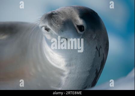 Close-up portrait of a Crabeater seal (Lobodon carcinophagus) resting on ice; Antarctic  Peninsula, Antarctica Stock Photo